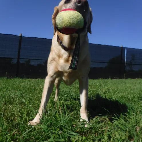 Waterville Veterinary Clinic Dog with Ball